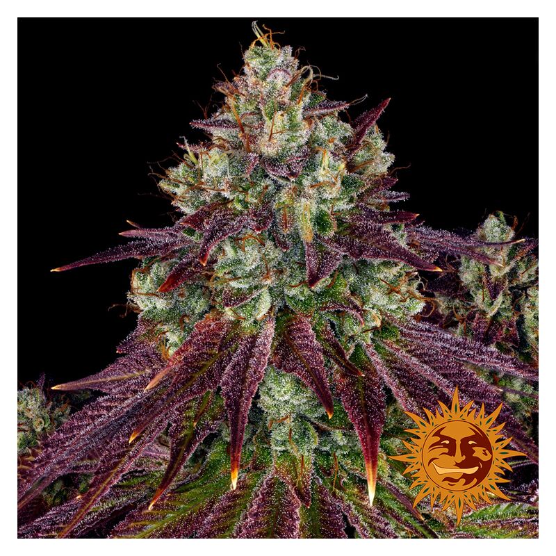 Mimosa EVO, Фасовка: 1, изображение 11